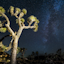 Avatar of user Stargazing Joshua Tree