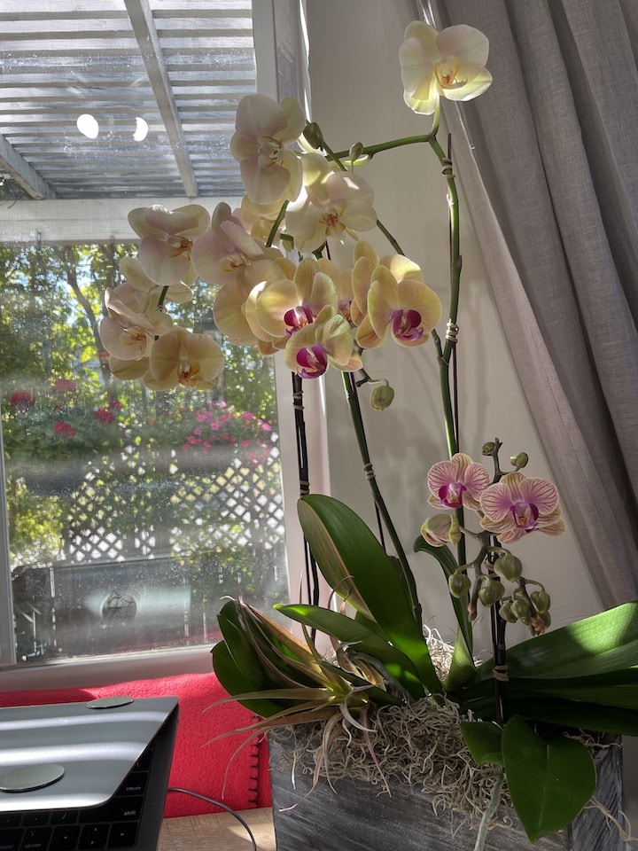 Go to Fawn Nguyen's profile