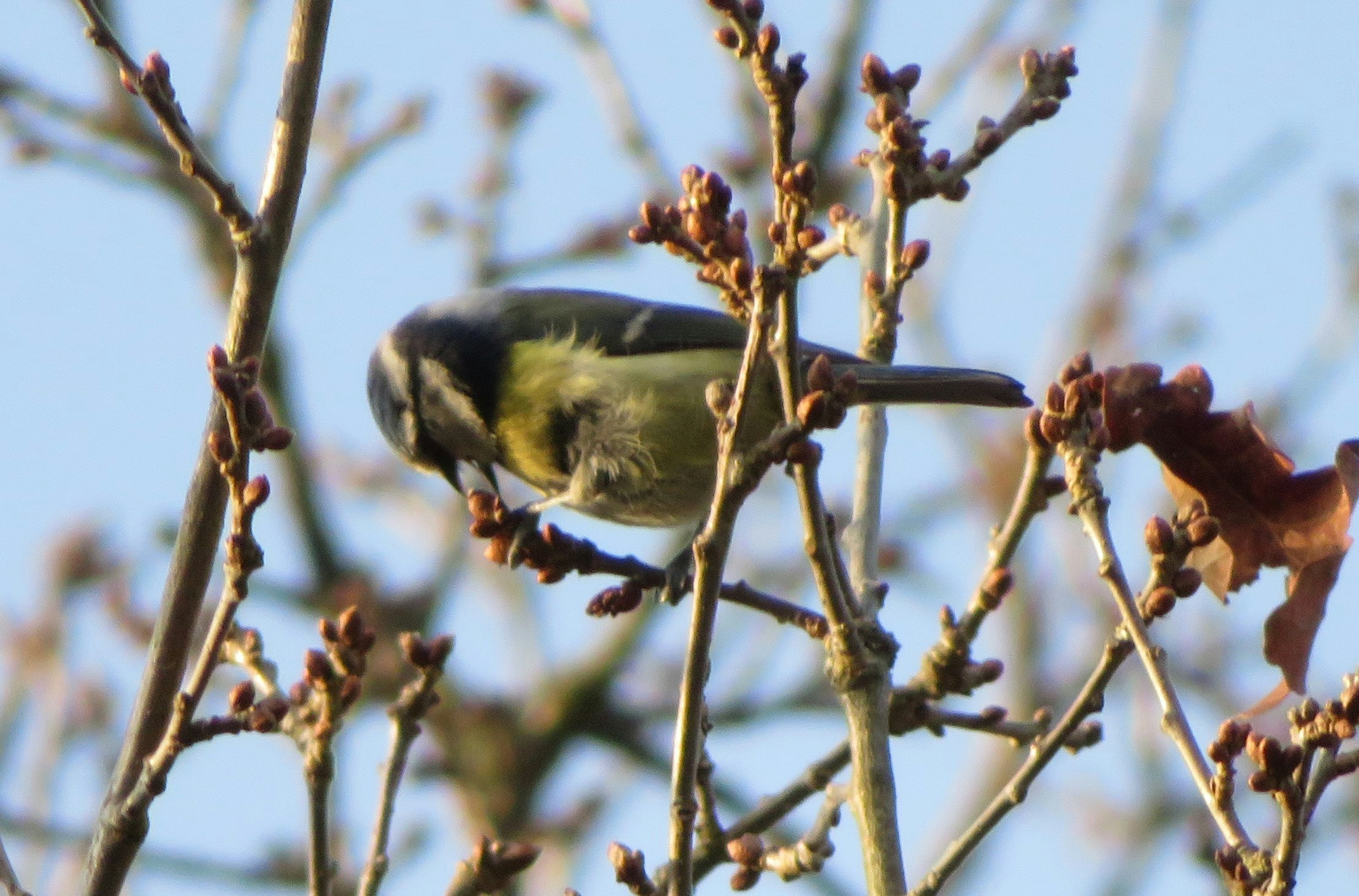 Go to Ace Gamer's profile