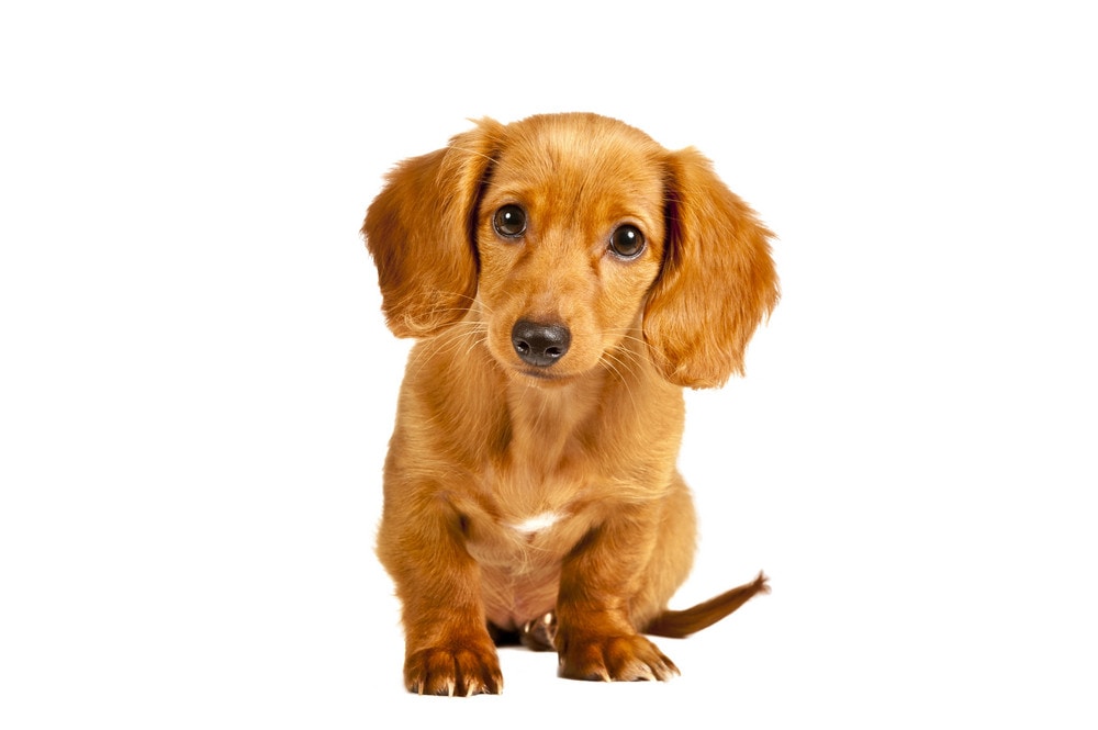 Go to David D'Angelo's profile