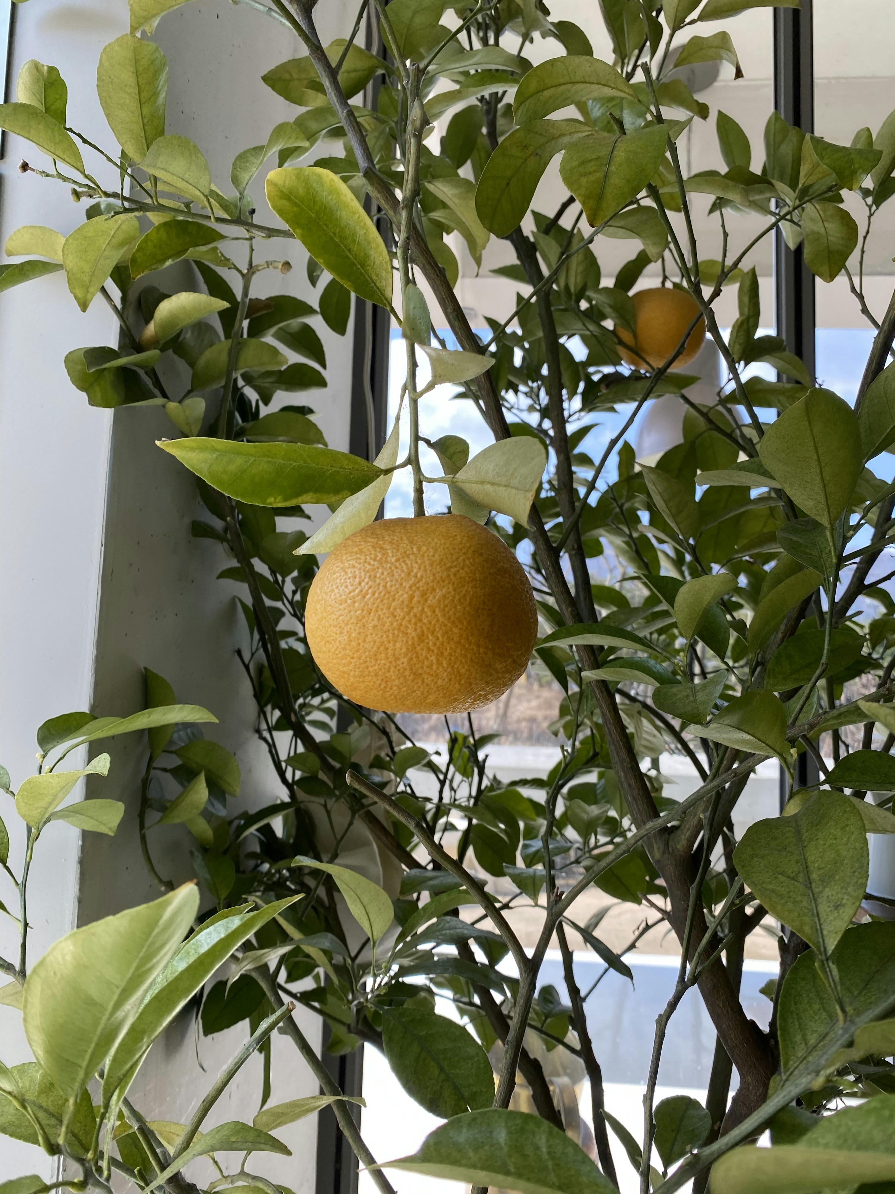 Zum Profil von Ho LI