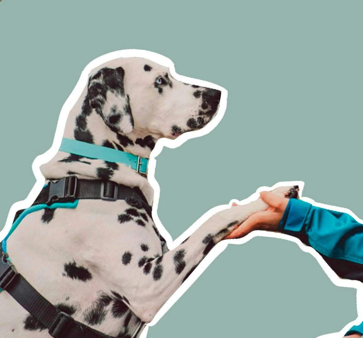 Go to Lorren & Loki's profile