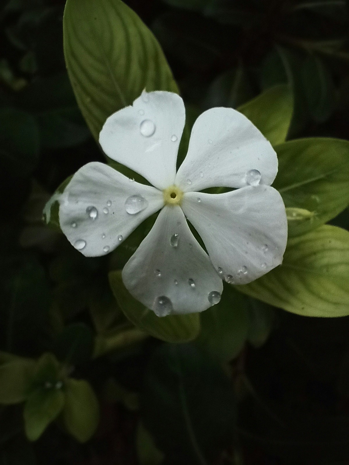 Ve al perfil de Aakash Makwana