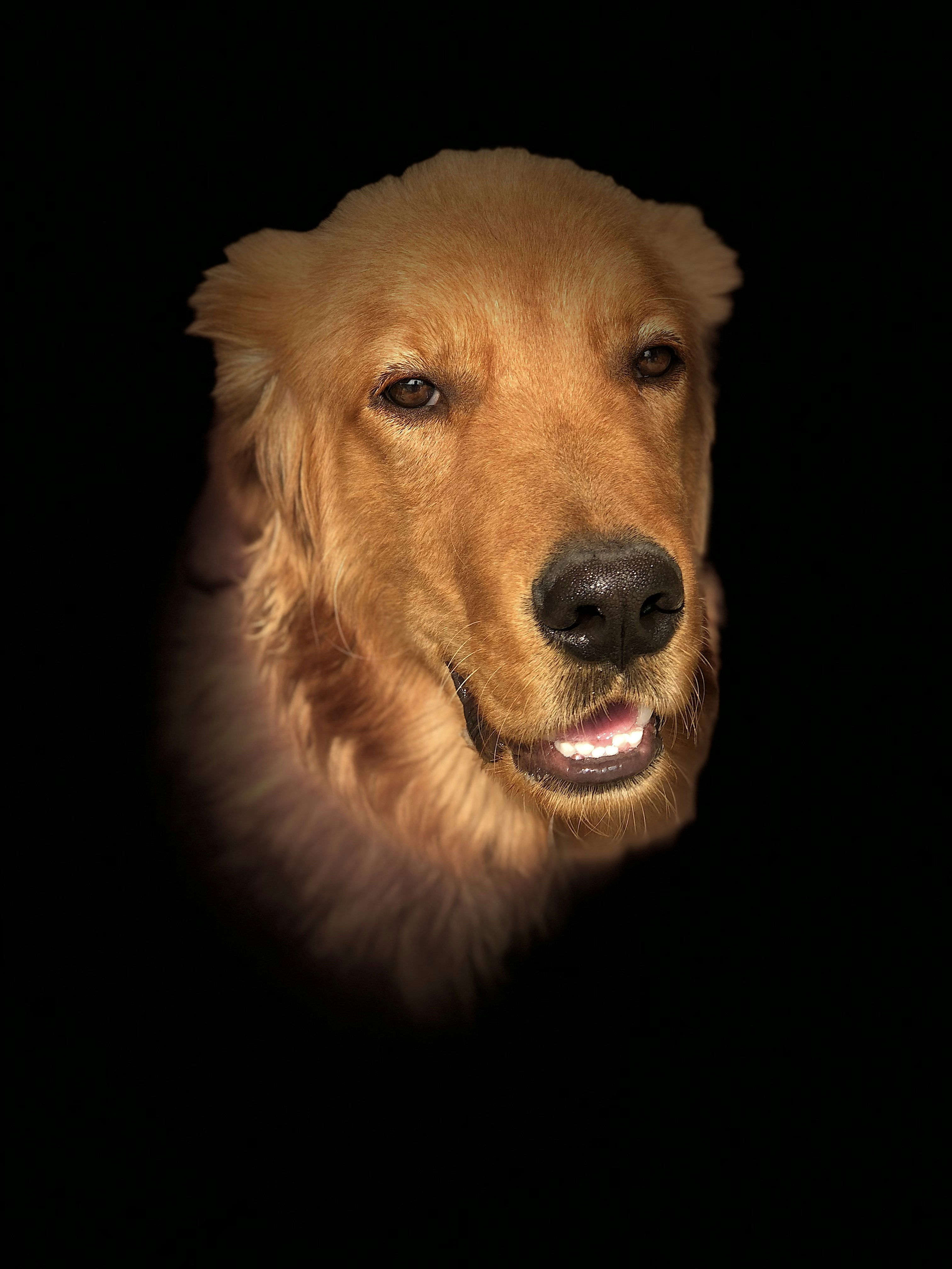Buka profil Y XJ