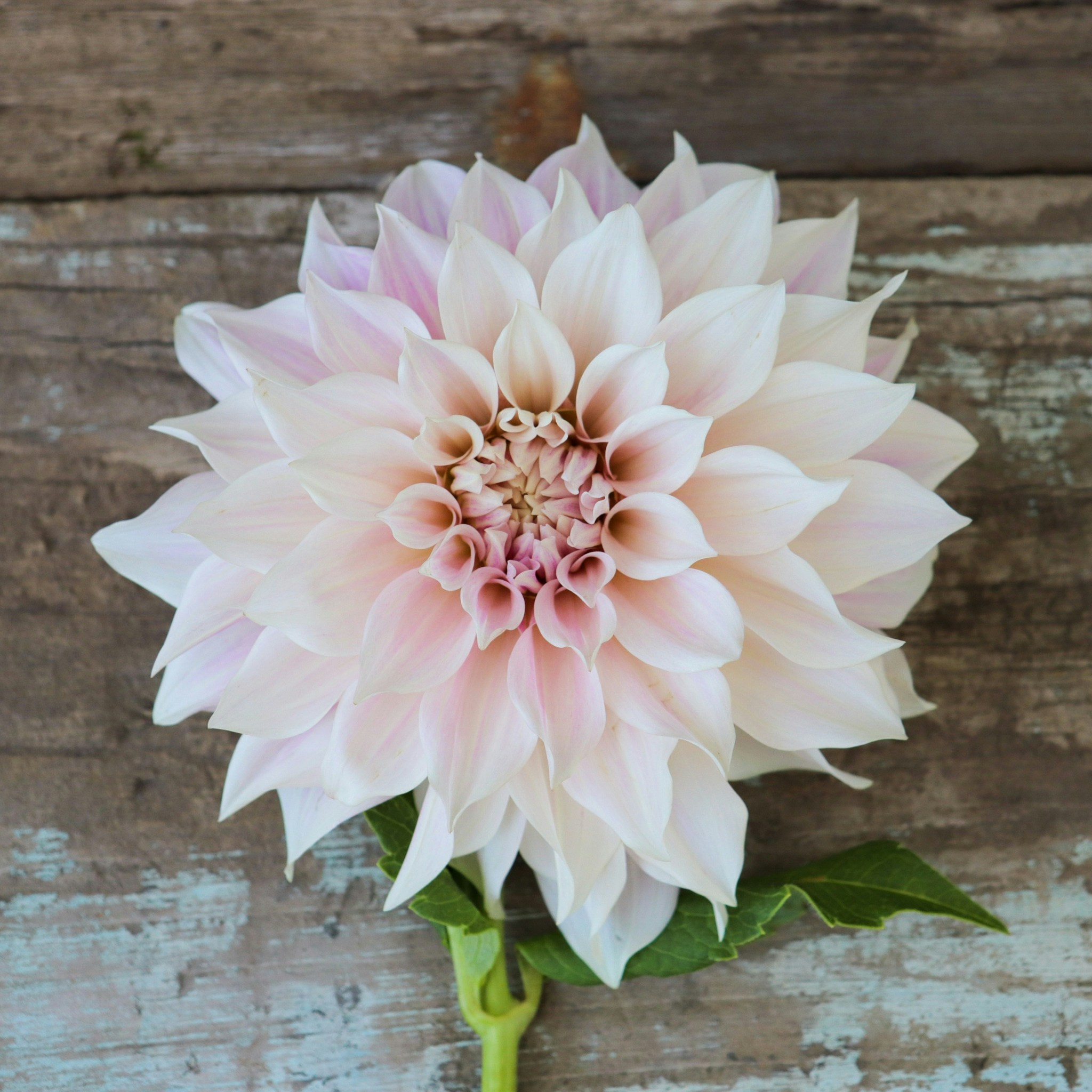 Ir para o perfil de Marites Allen