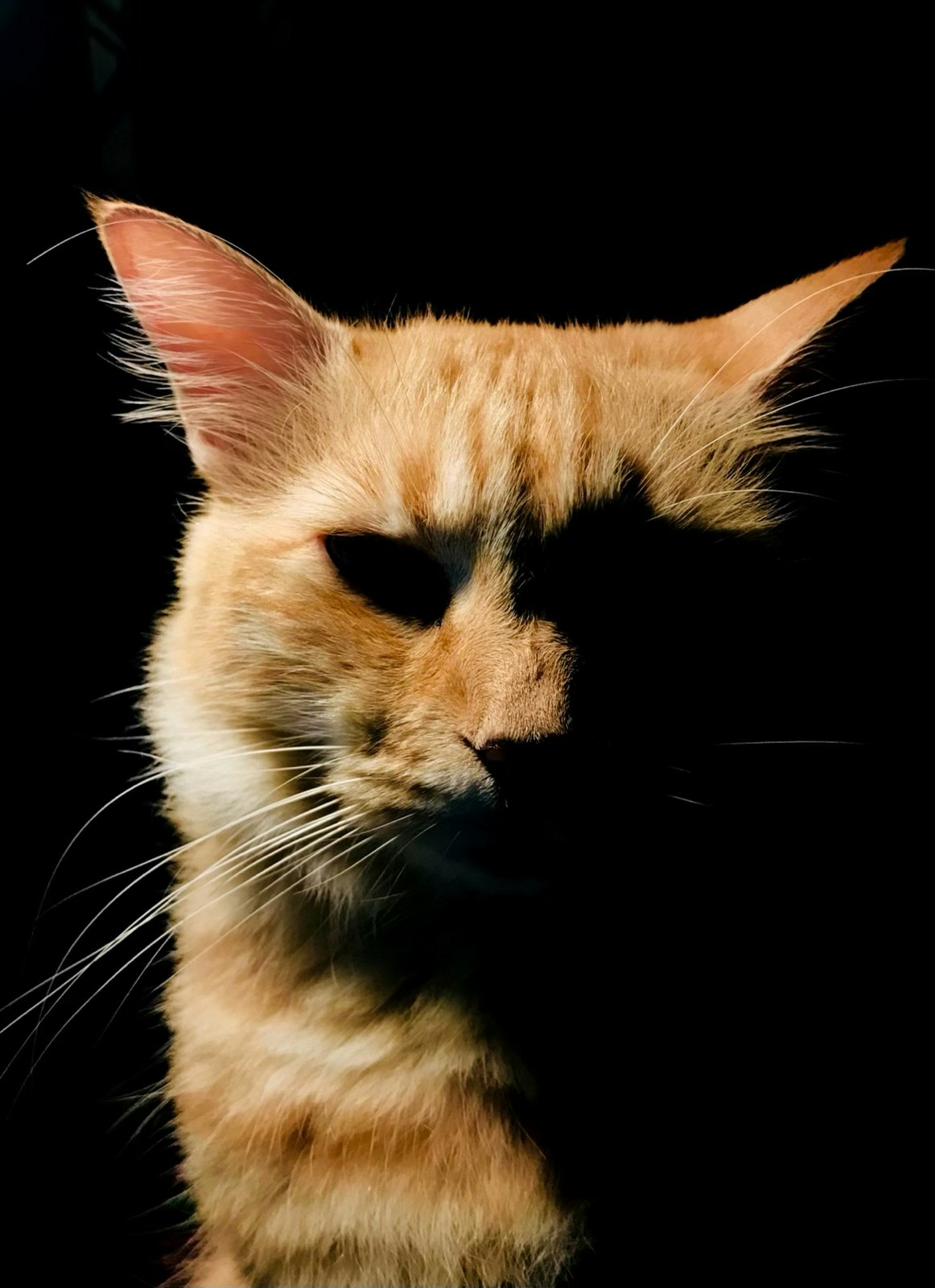 Zum Profil von Kenneth Adams