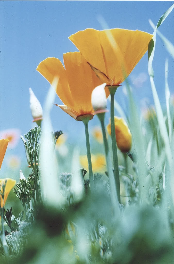 Go to Christina DelliSante's profile