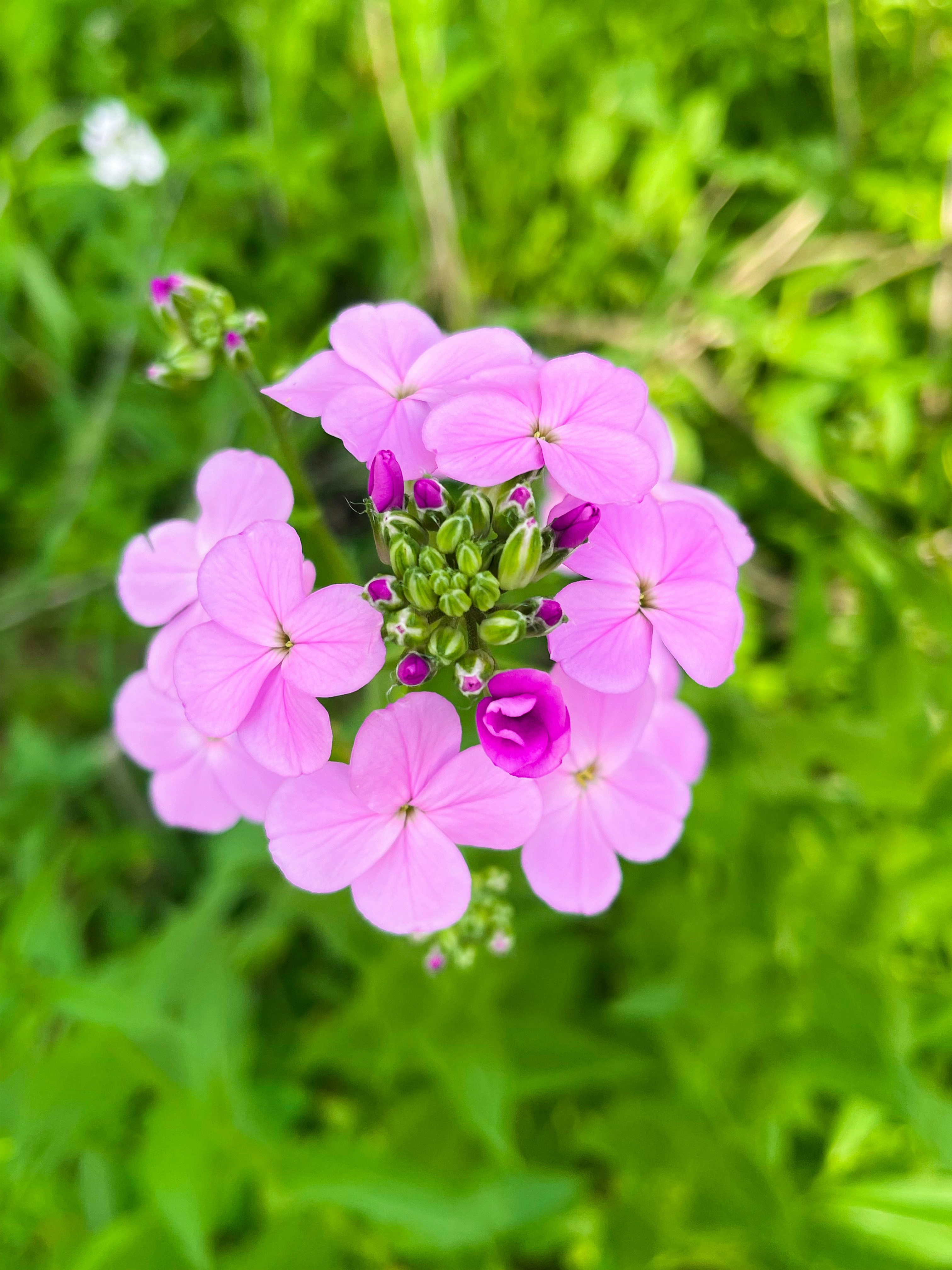 Go to Kalyani Akella's profile