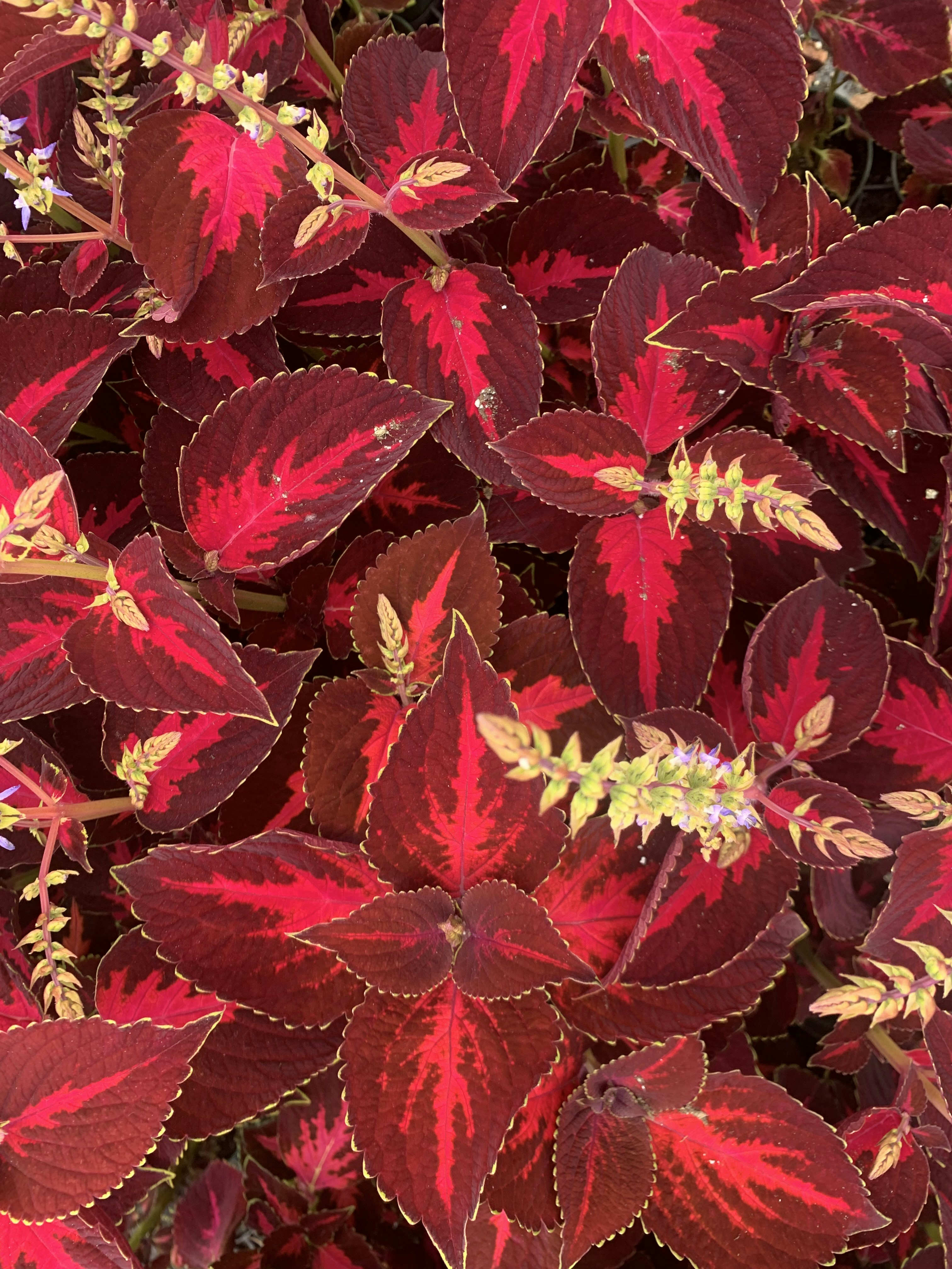 Ve al perfil de Grace Murry