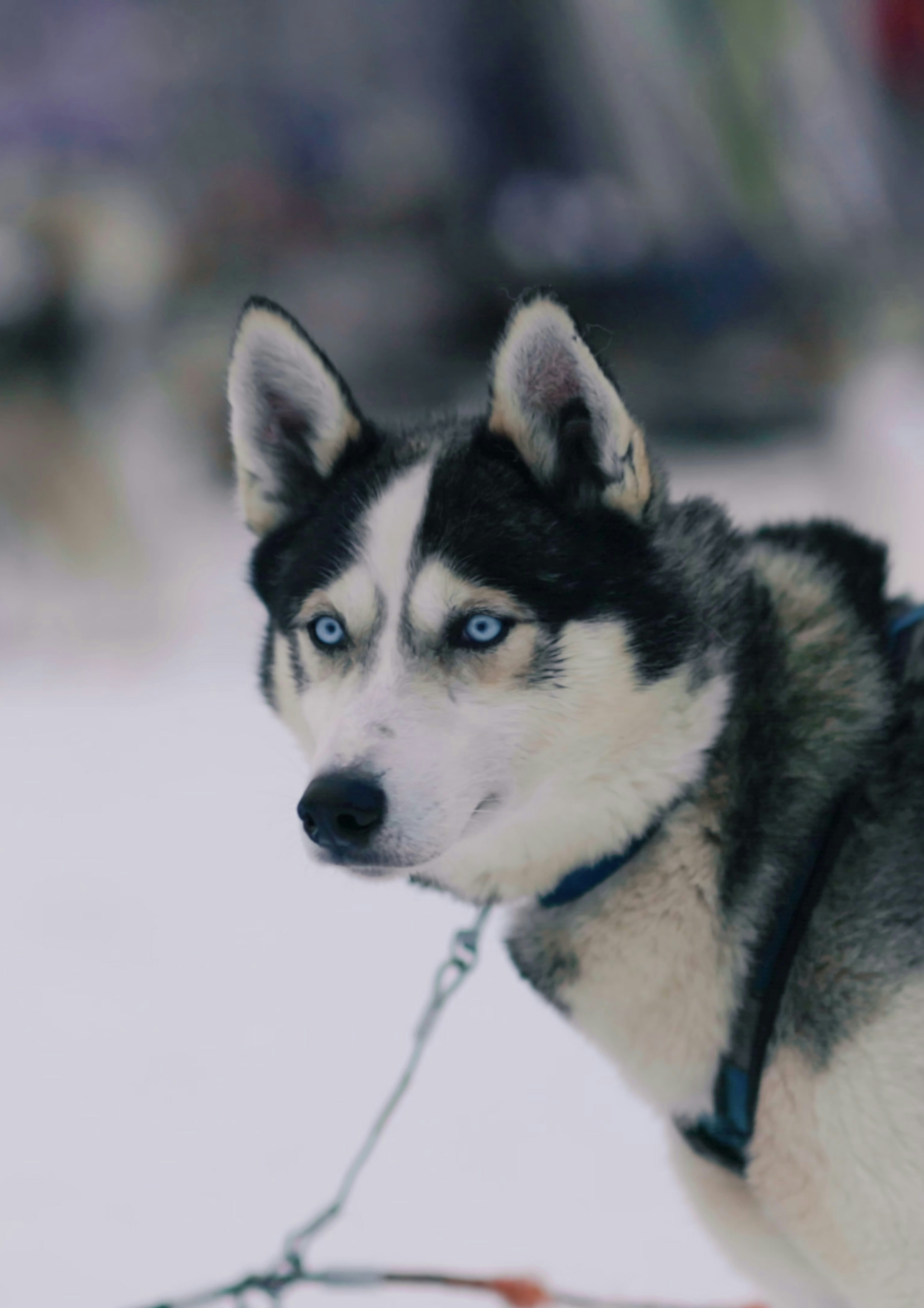 Go to HUDSON | @regele's profile