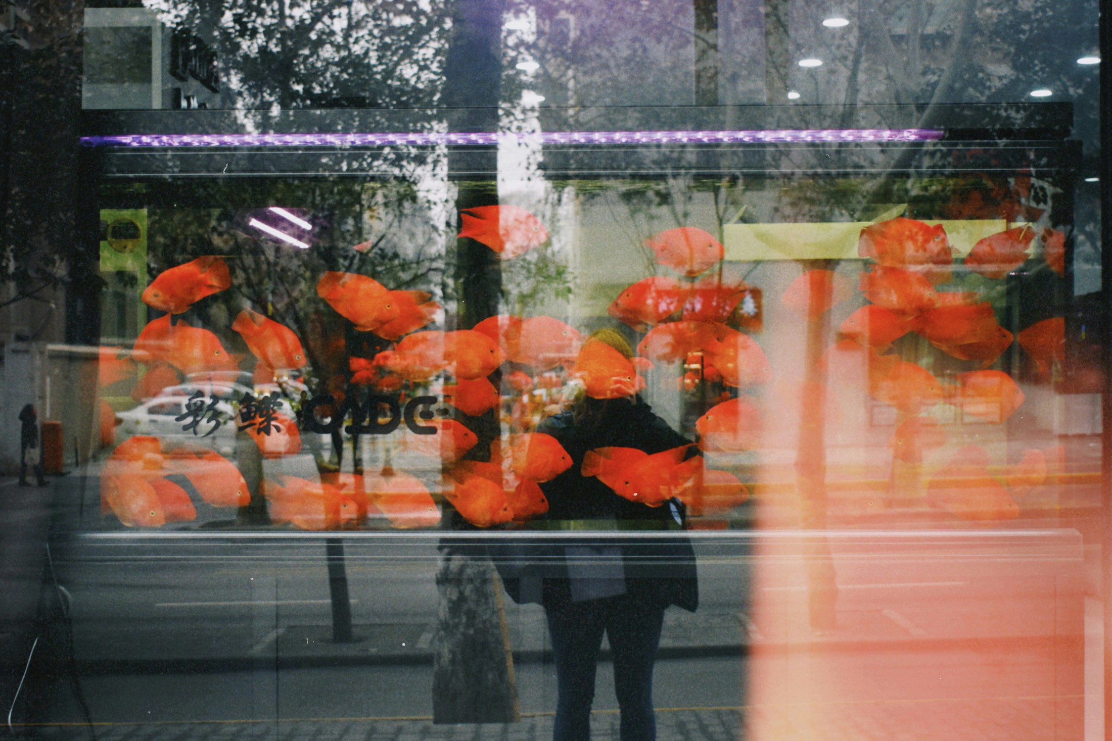 Avatar of user Lorena Severino