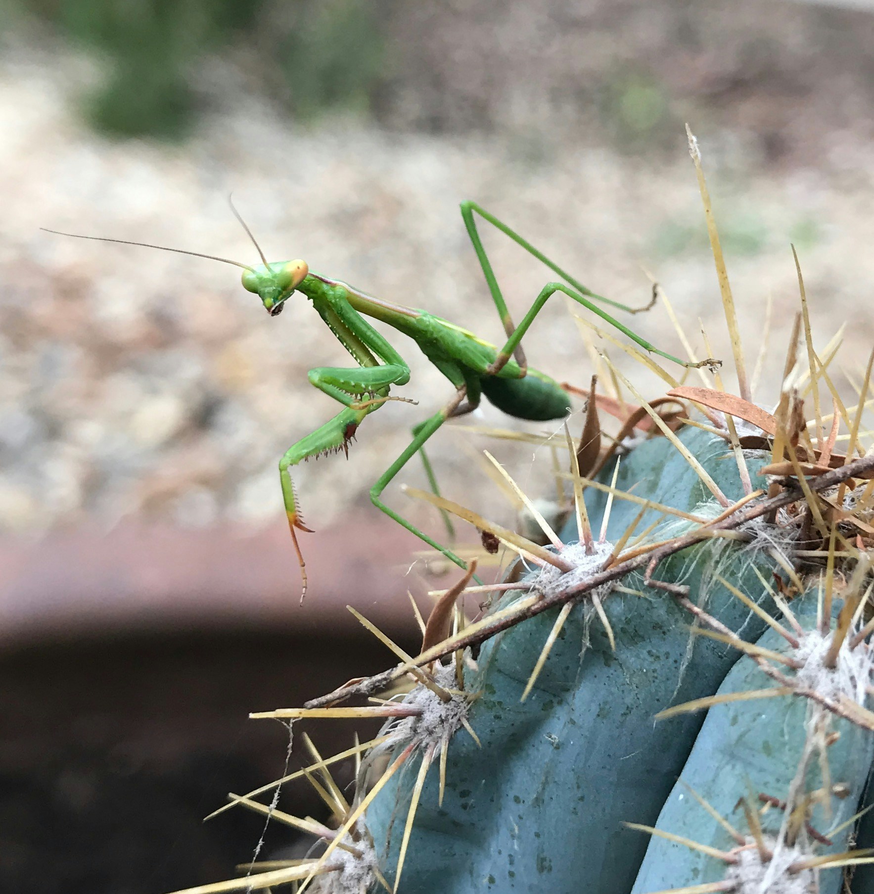 Go to Robert Pettinato's profile