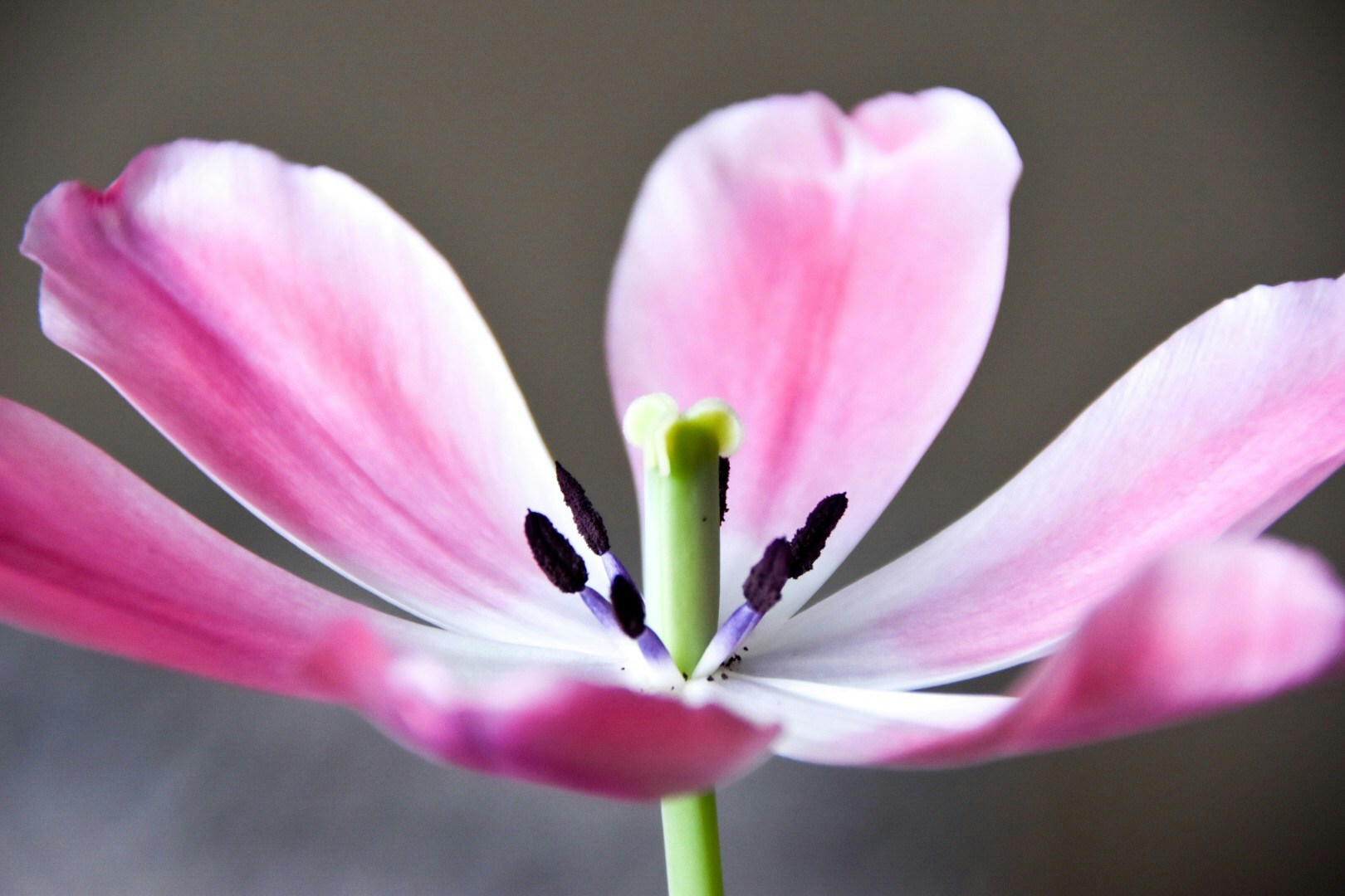 Go to Kamelia Hayati's profile