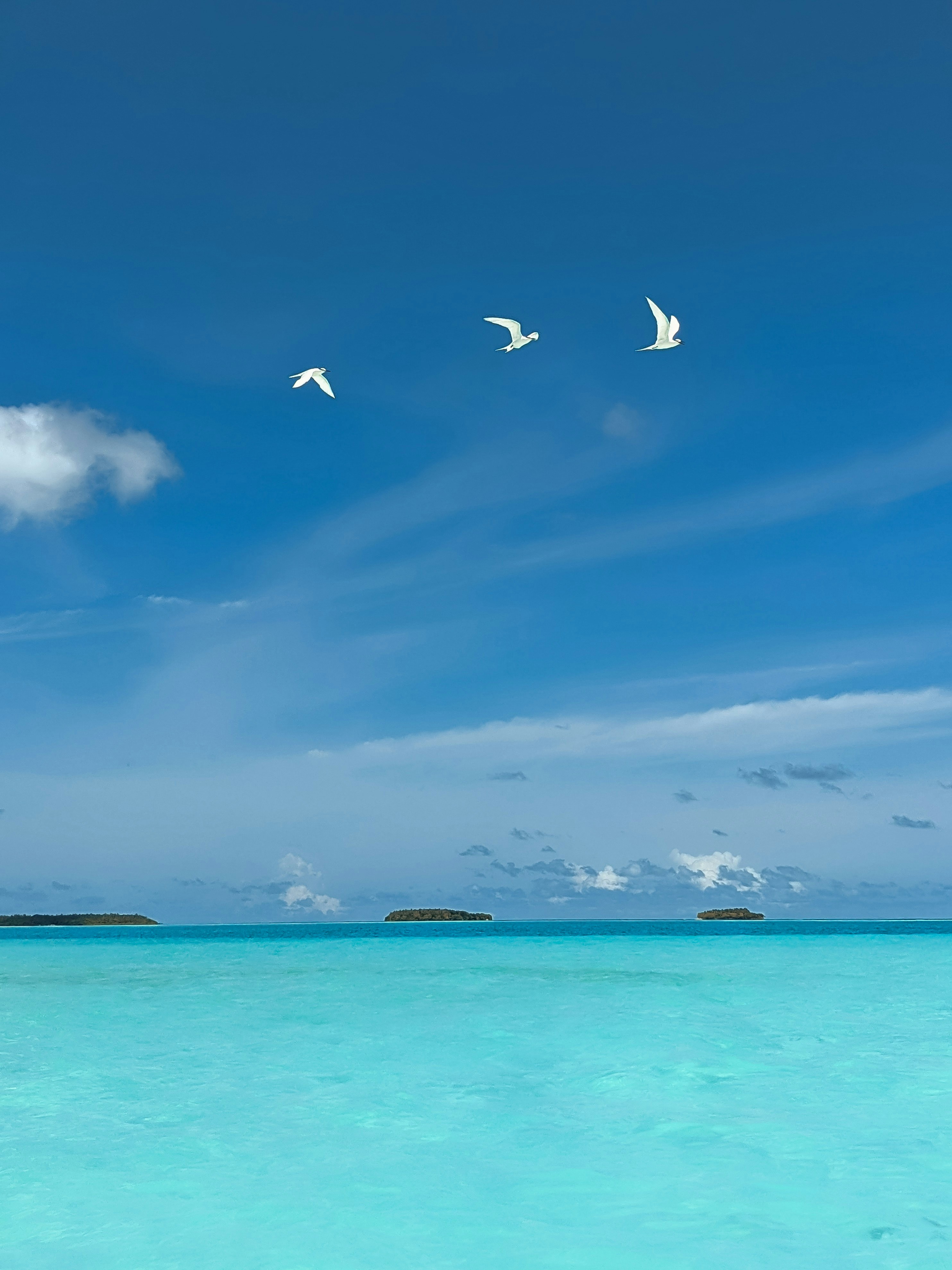 Zum Profil von Aiman Ahmed