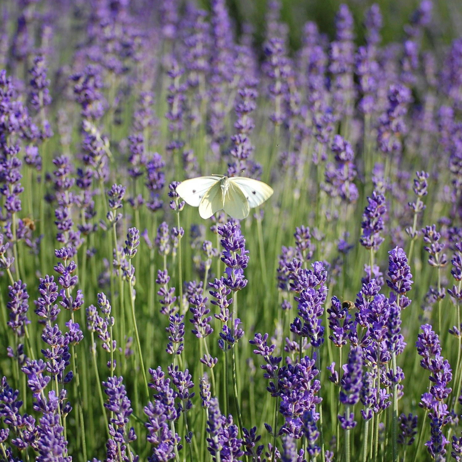 Ir para o perfil de Alexandra Lungu