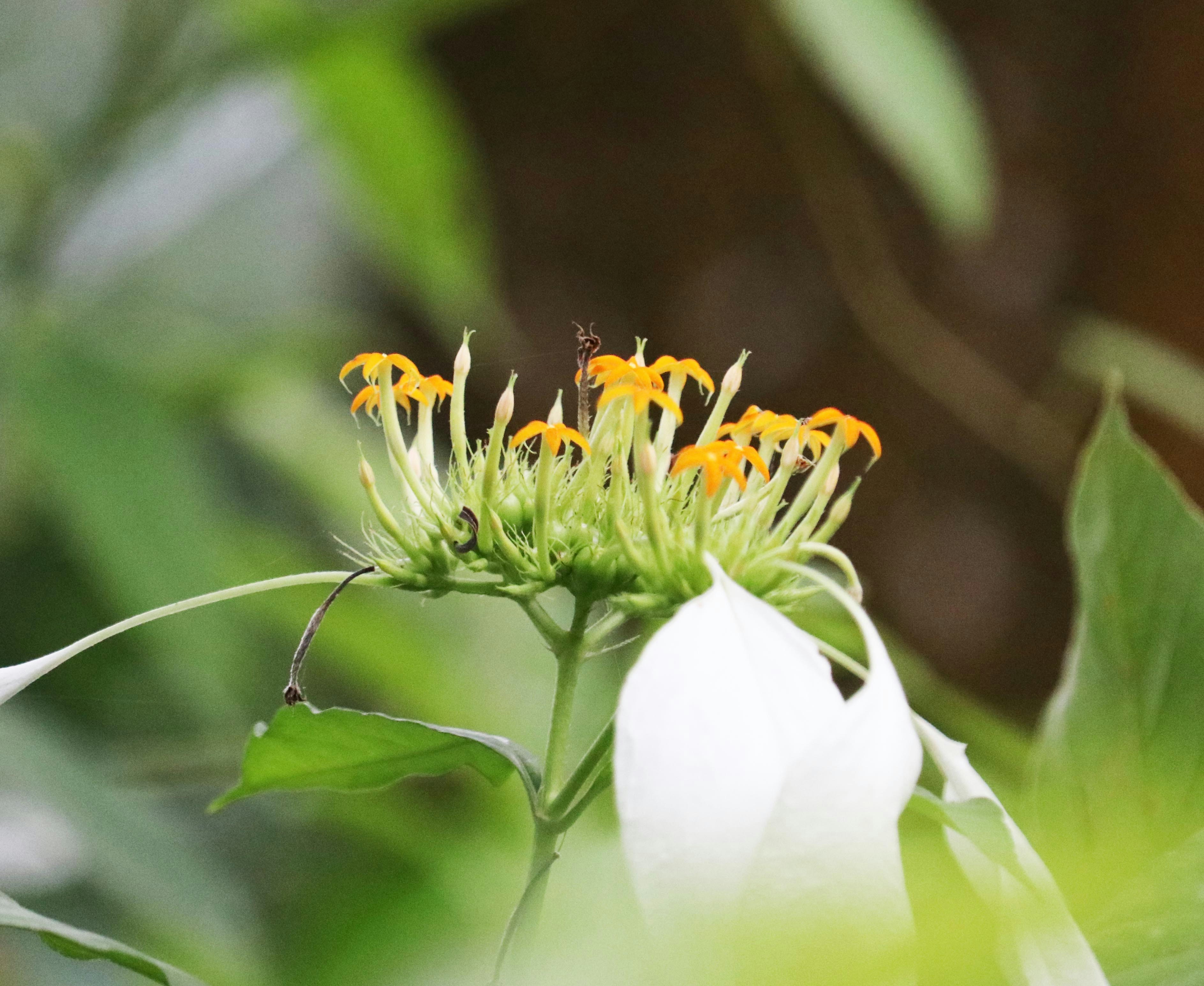 Zum Profil von X SHUVO