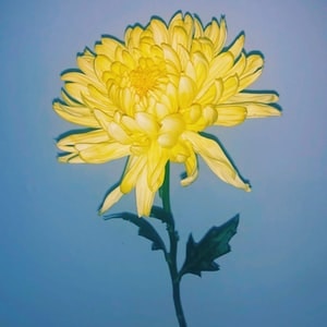 Go to Lia Bekyan's profile