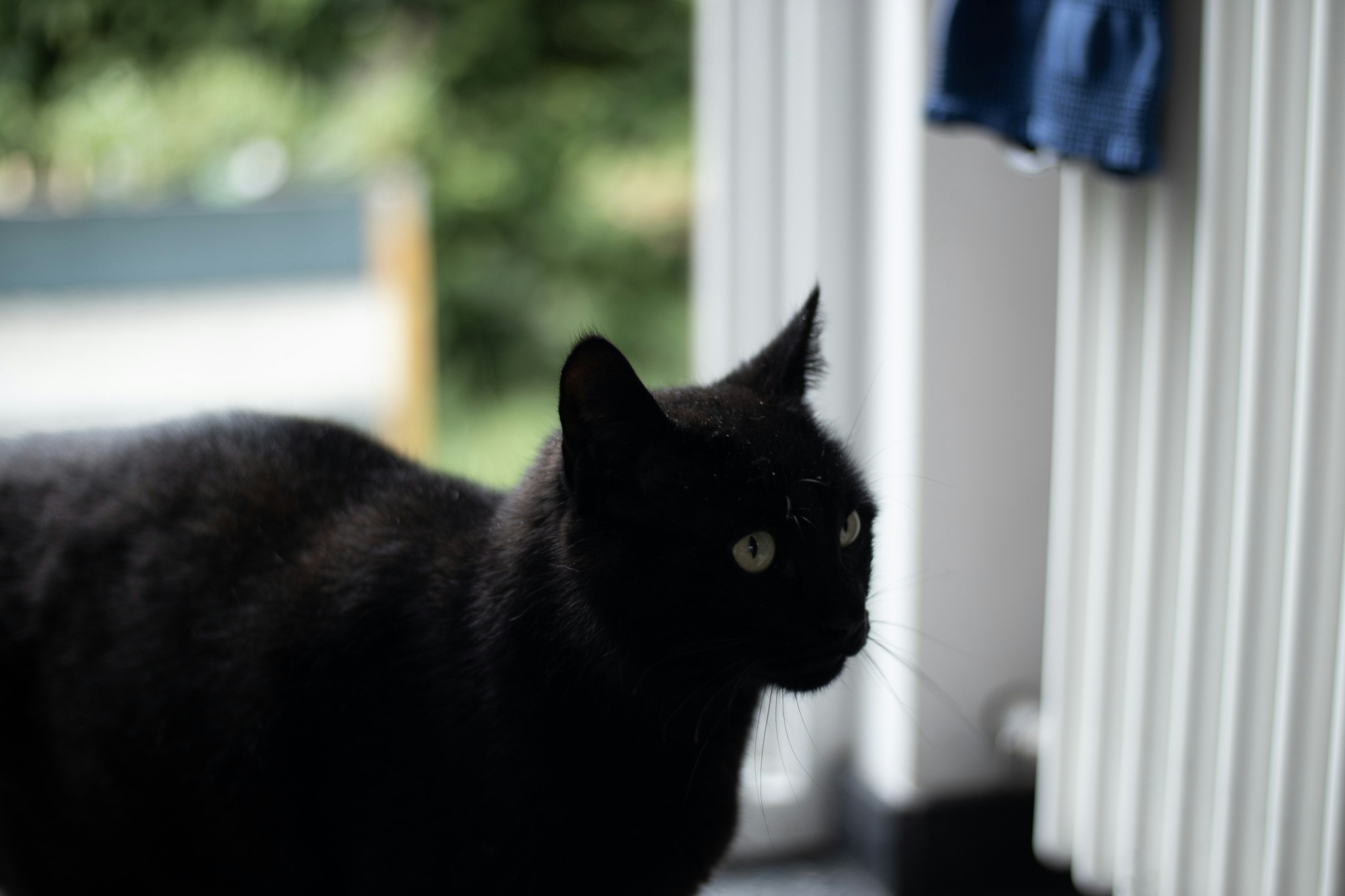 Go to Noel Wangler's profile