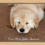 Avatar of user Texas Golden Retriever Puppies