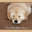 Avatar of user Texas Golden Retriever Puppies