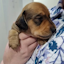 Avatar of user Mini Dachshund puppies for sale