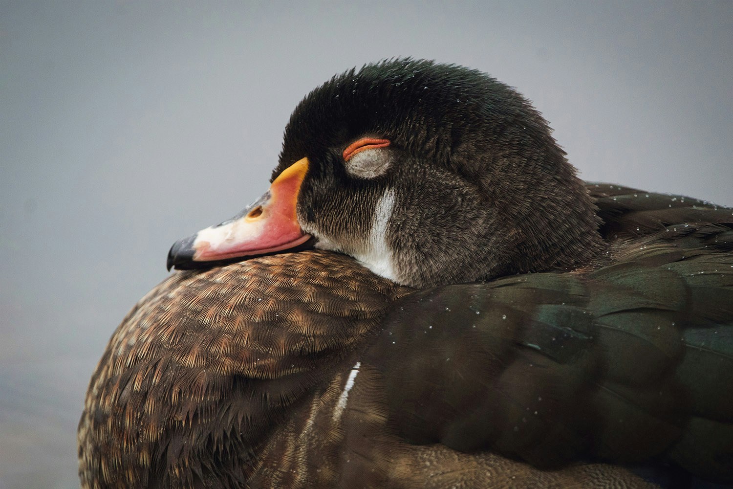 Go to Joshua Ralph's profile