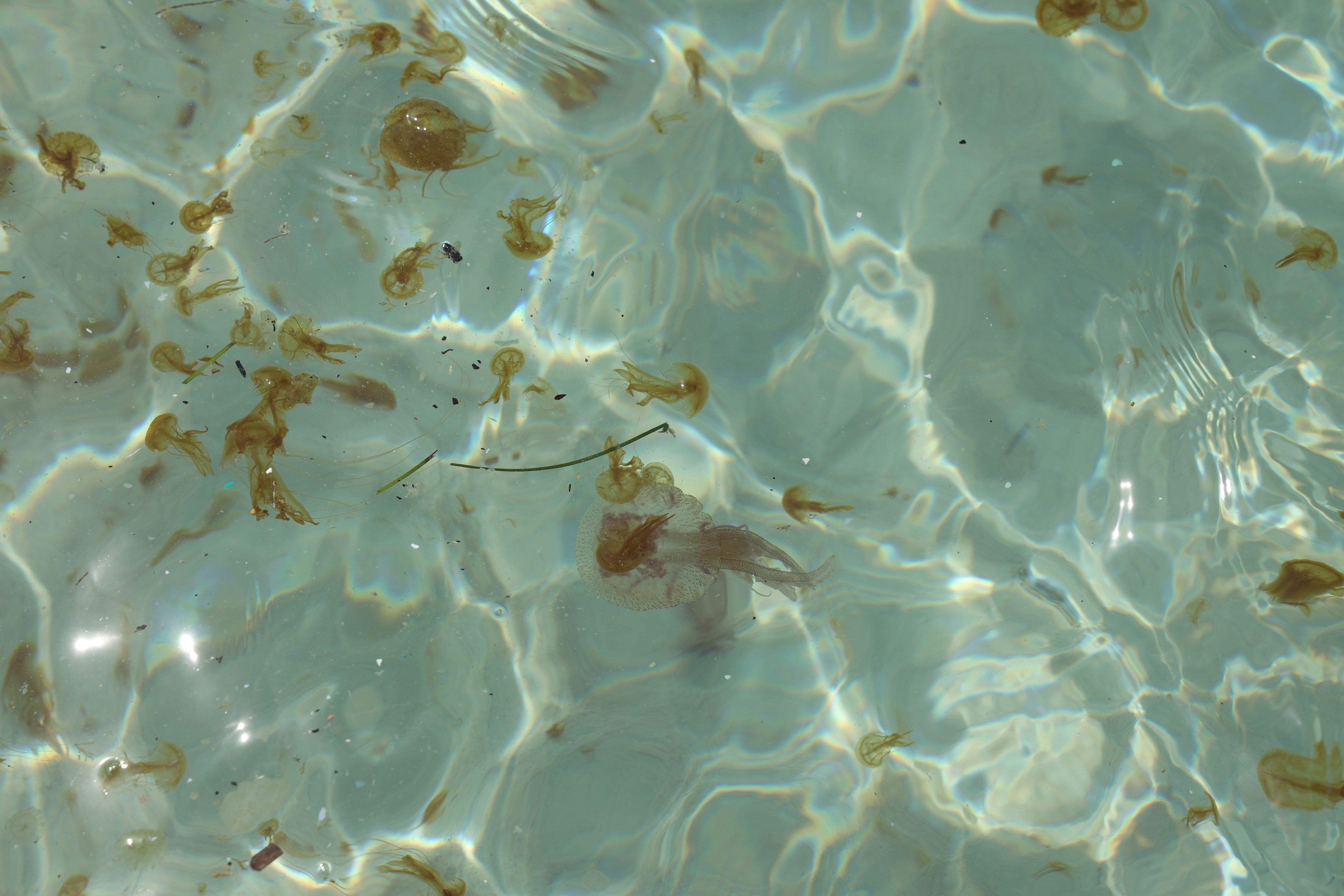 Ve al perfil de Sleepy Zhao