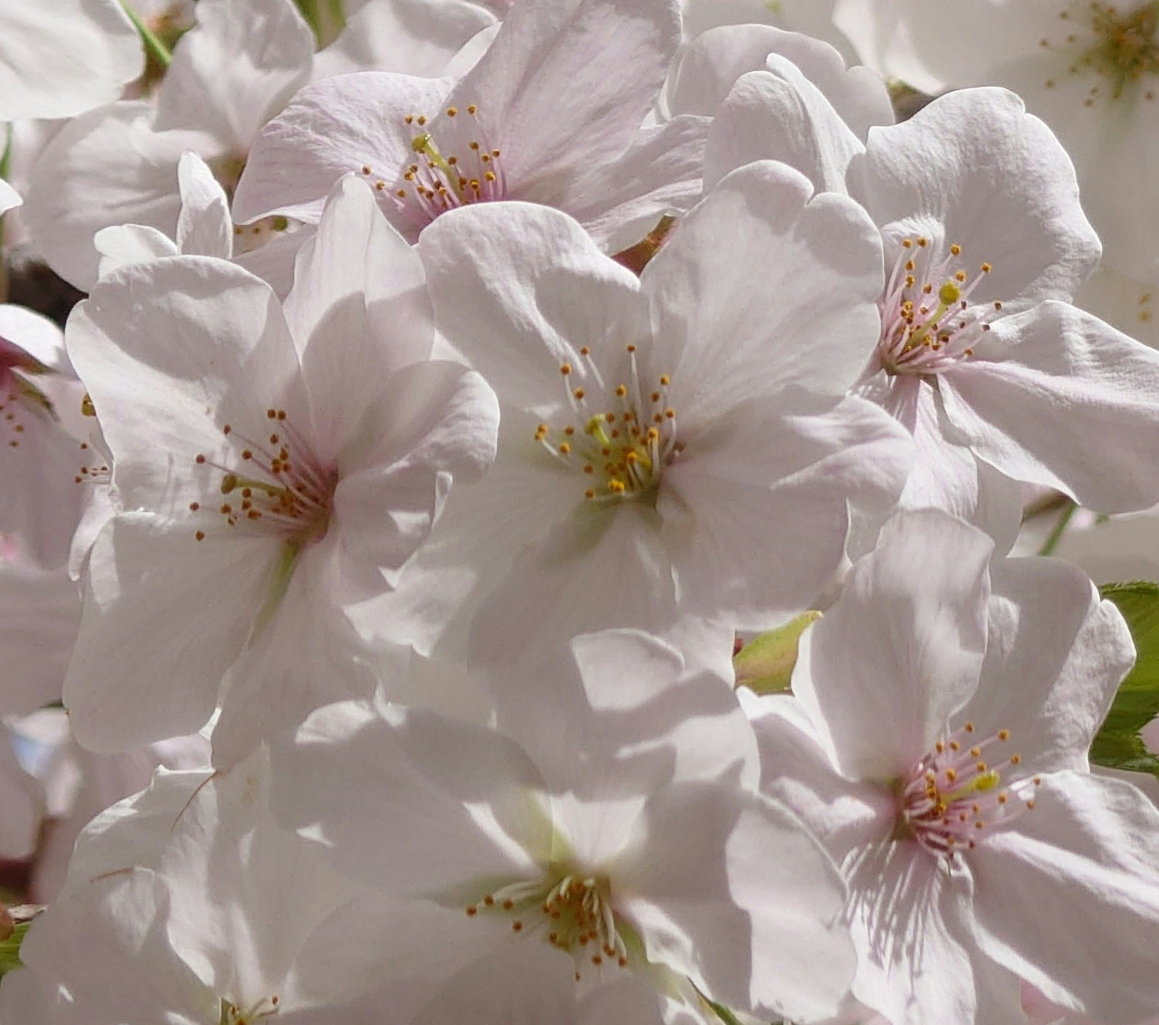 Avatar of user tsutomu tanaka