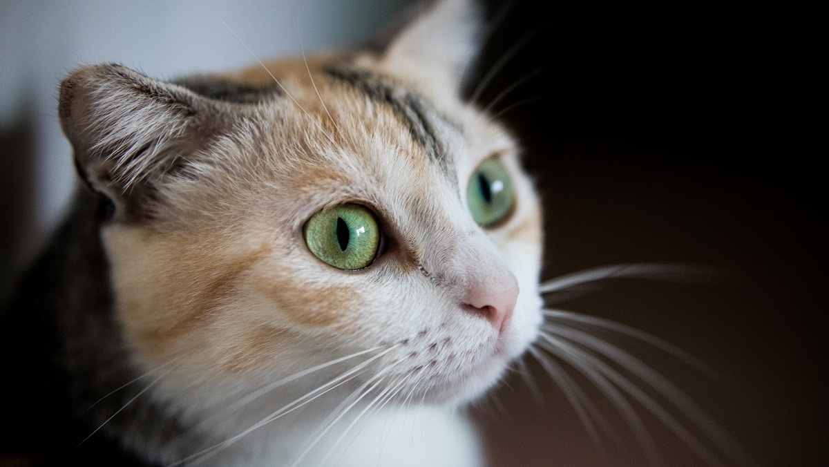 Go to Bai Z's profile