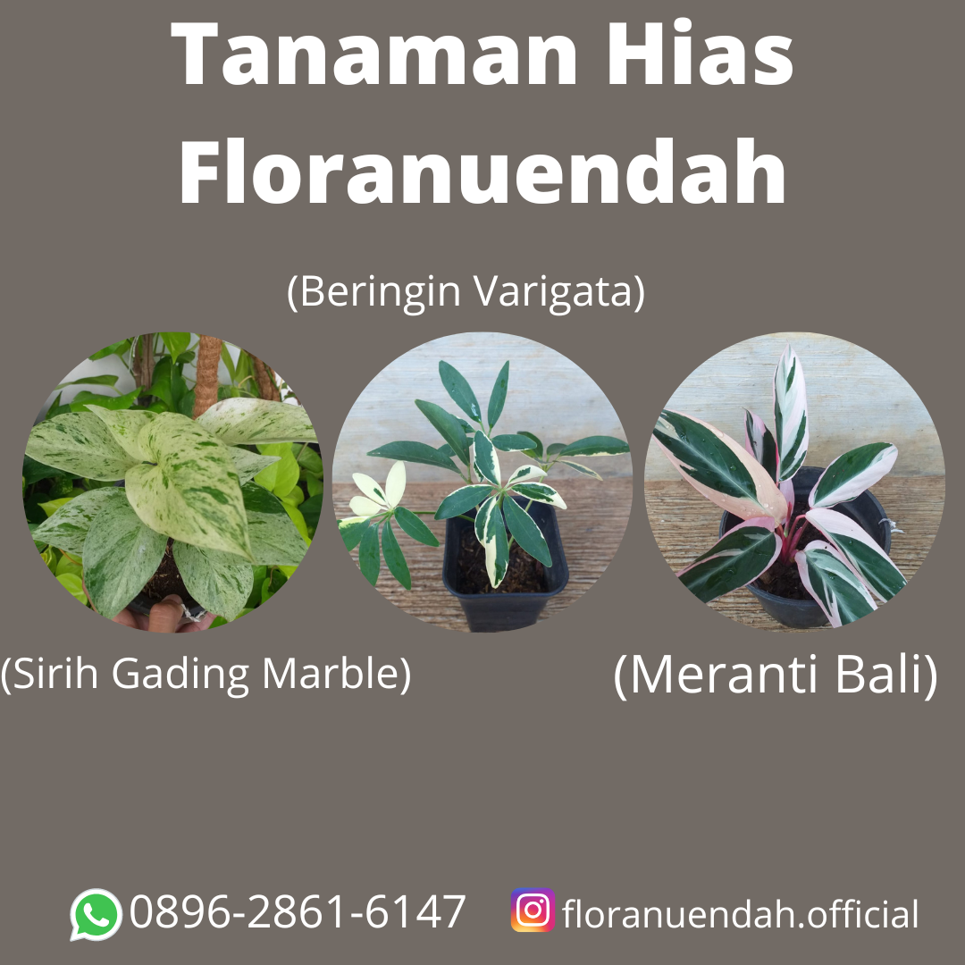 Buka profil Tanaman Hias Floranuendah