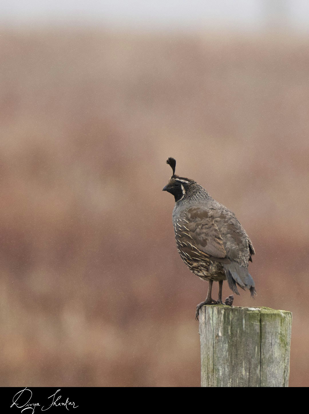 Zum Profil von Divya Shankar