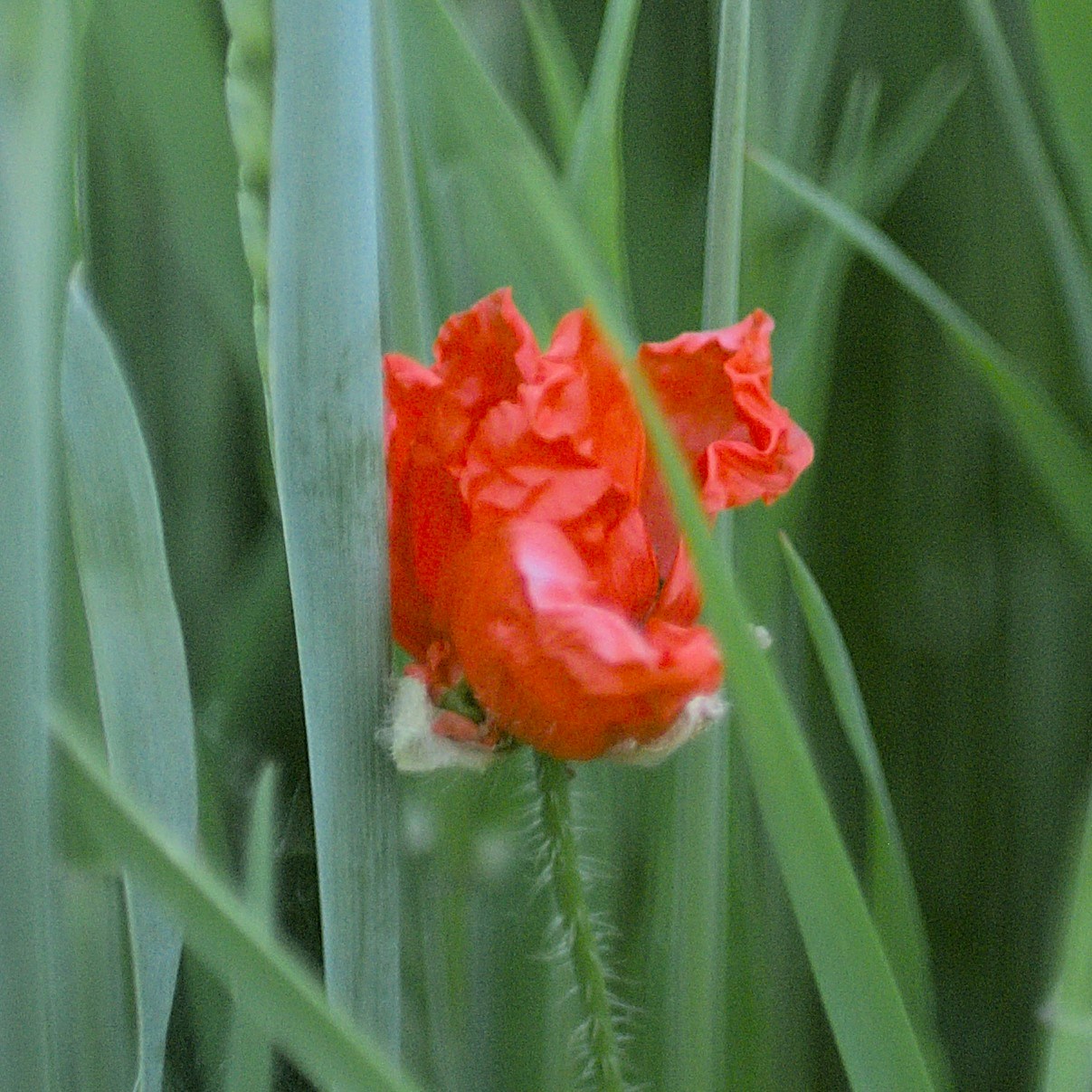 Go to Felix Günther's profile