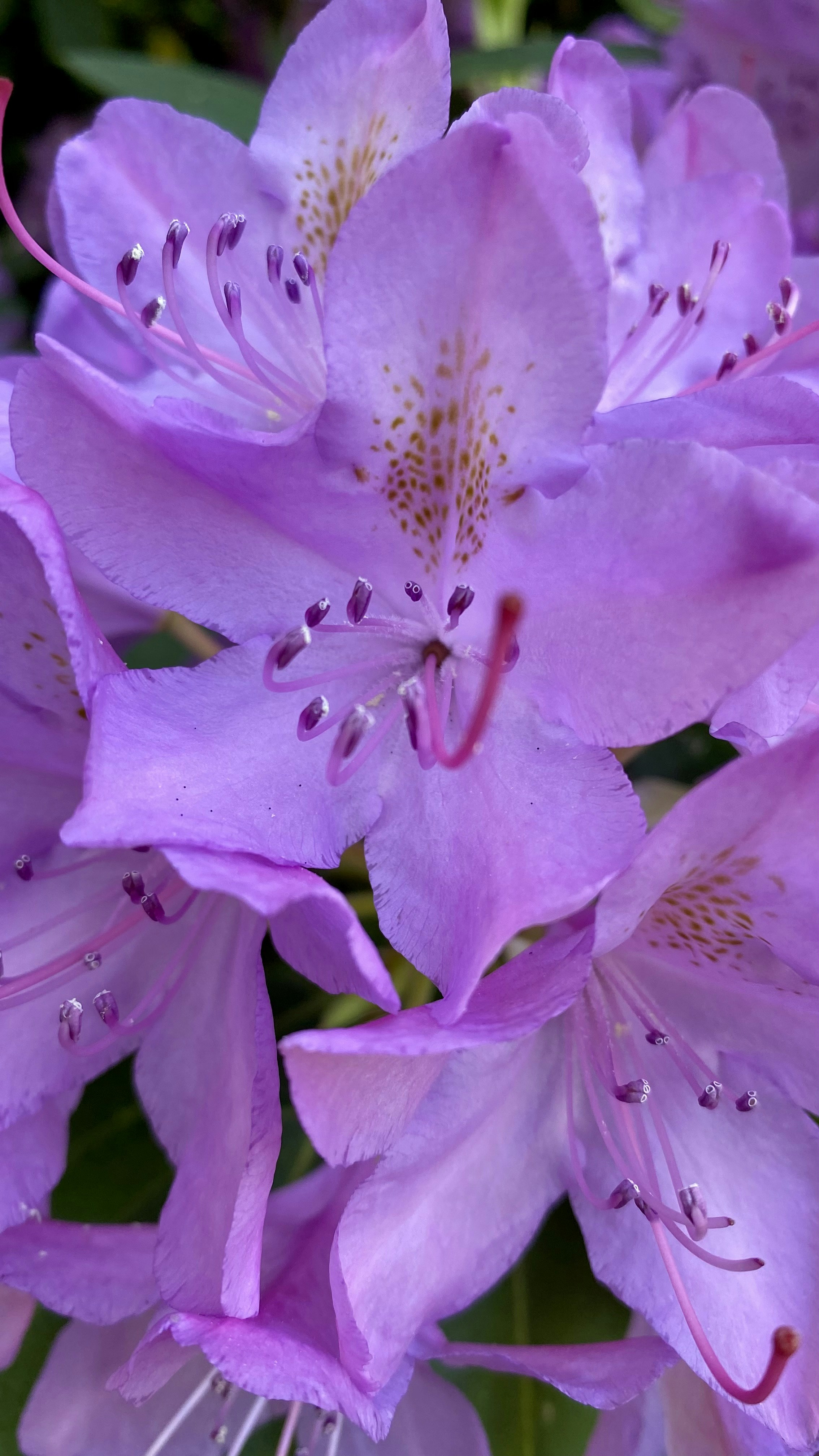 Avatar von Benutzer Dana R-K