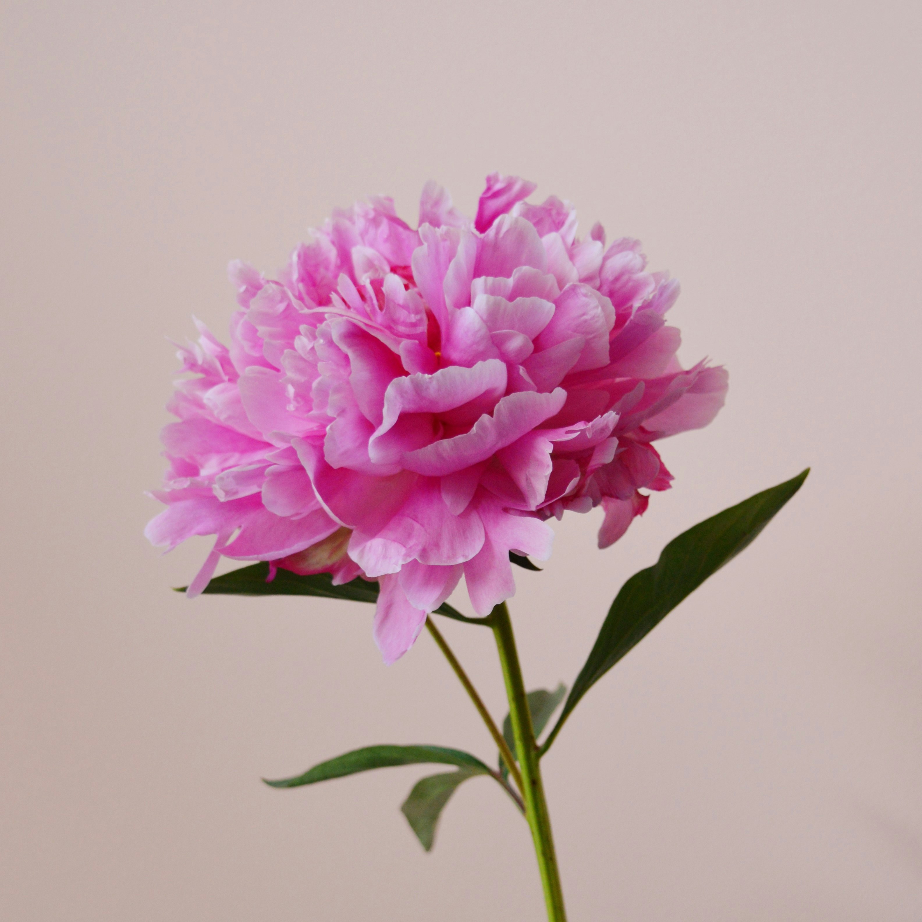 Go to Maria Nikolova's profile