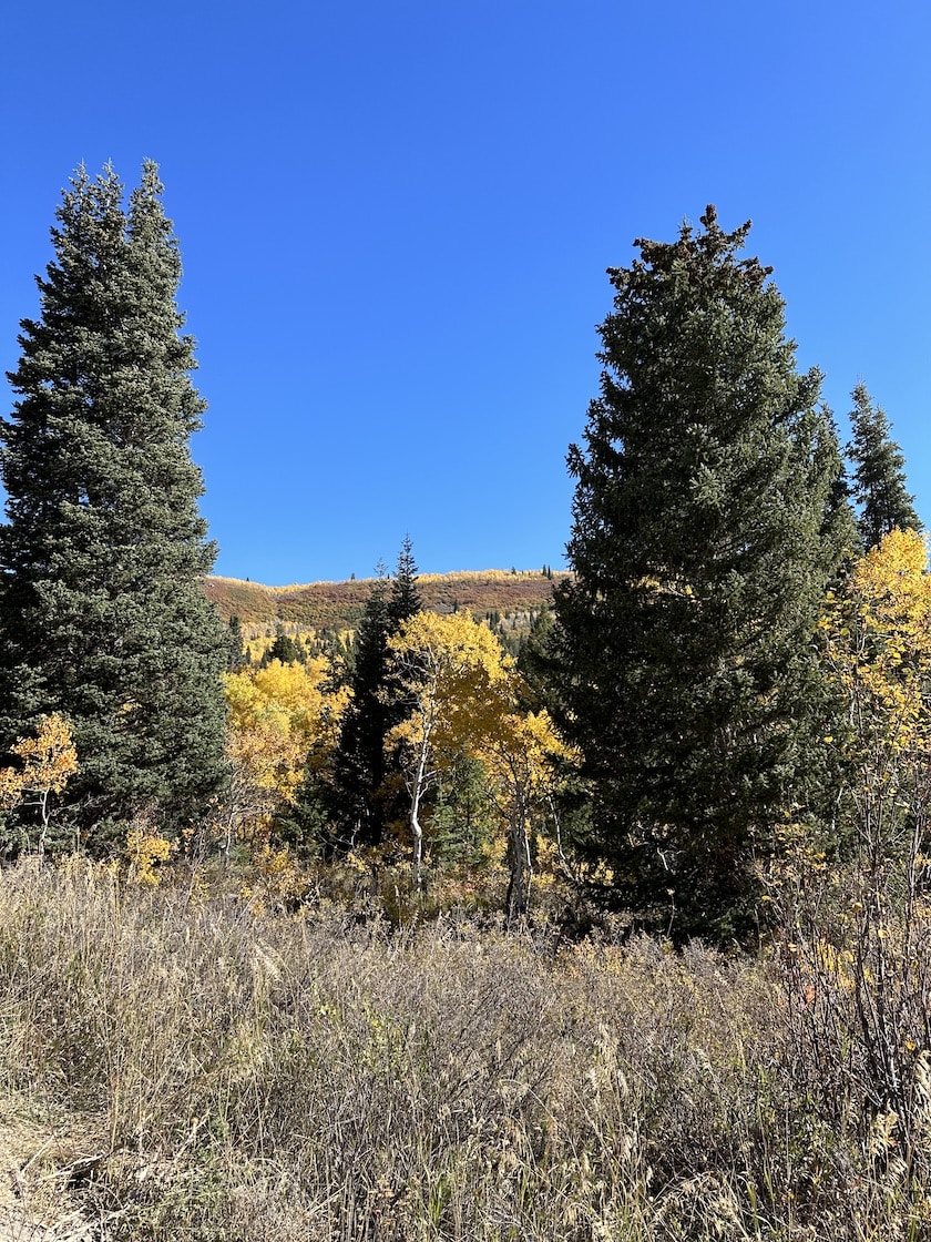 Avatar of user Ty Downs