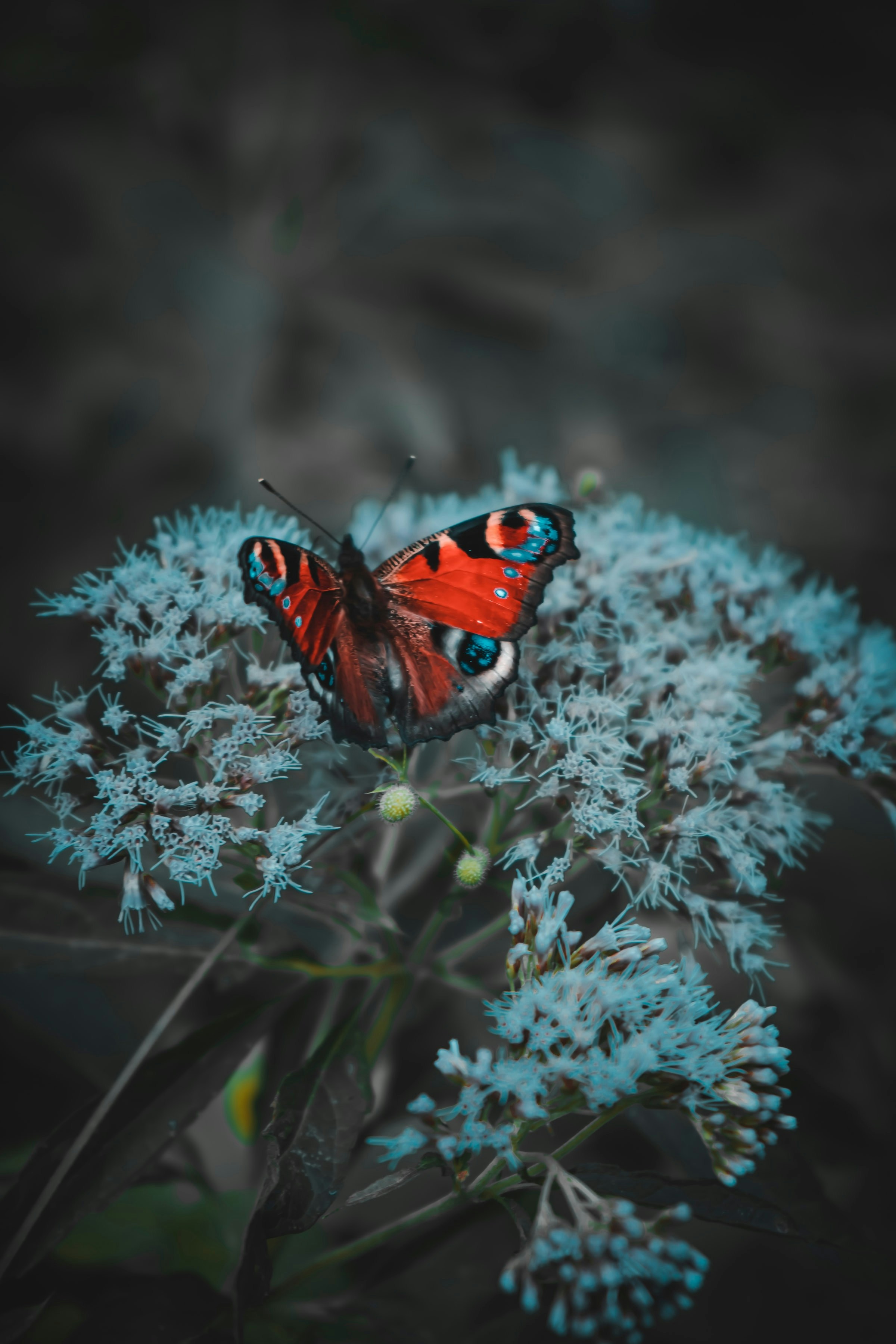 Avatar of user Arturo Sreev