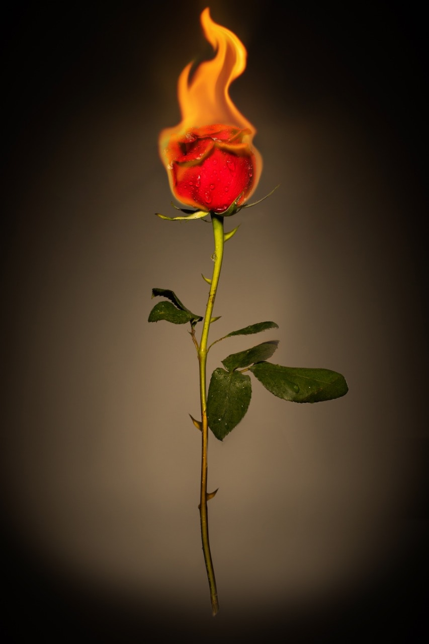 Go to Grecia Cristina Campero Arizpe's profile