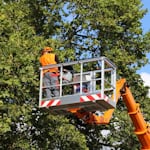 Avatar of user Dark Sky City Tree Service