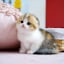 Avatar of user munchkin cat for sale