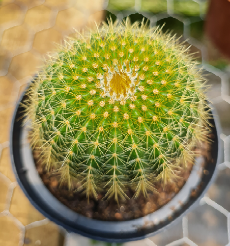 Avatar of user Alexandre Ray