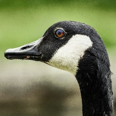 Accéder au profil de Peak Geese