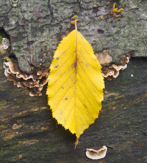 Go to Oso-rio's profile