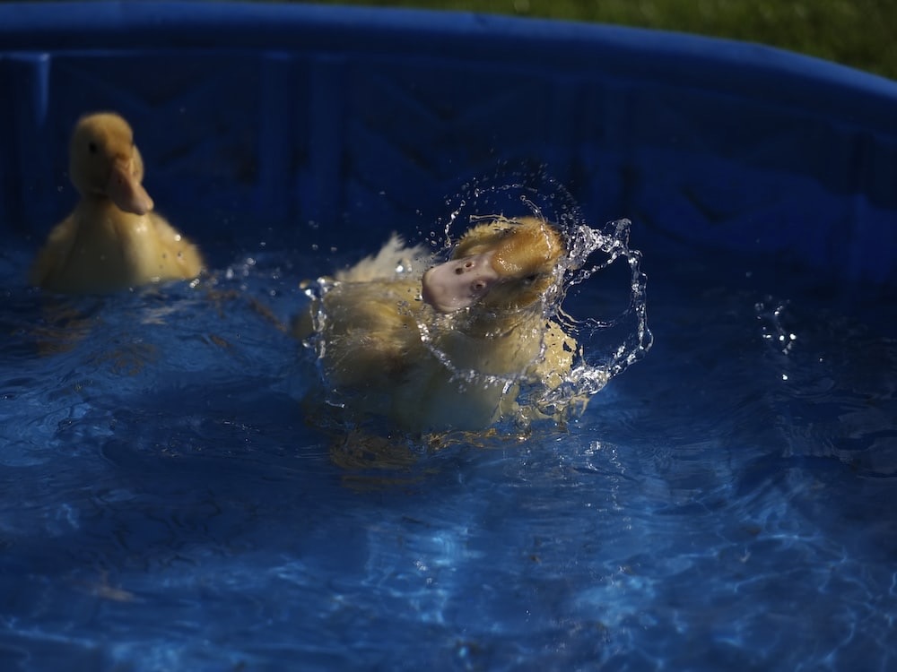 Go to Adelina's profile