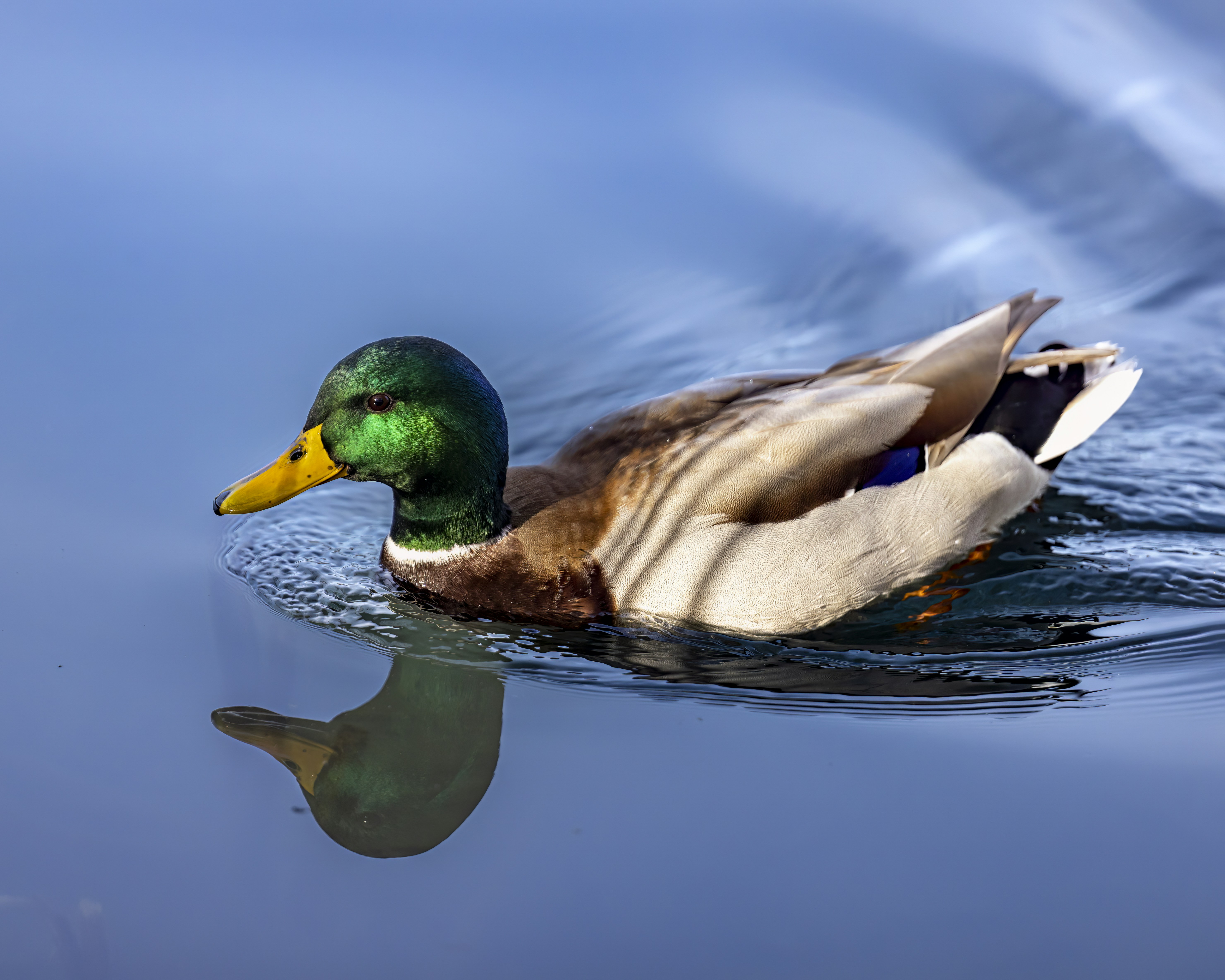 Go to Jordi Guinovart Mas's profile