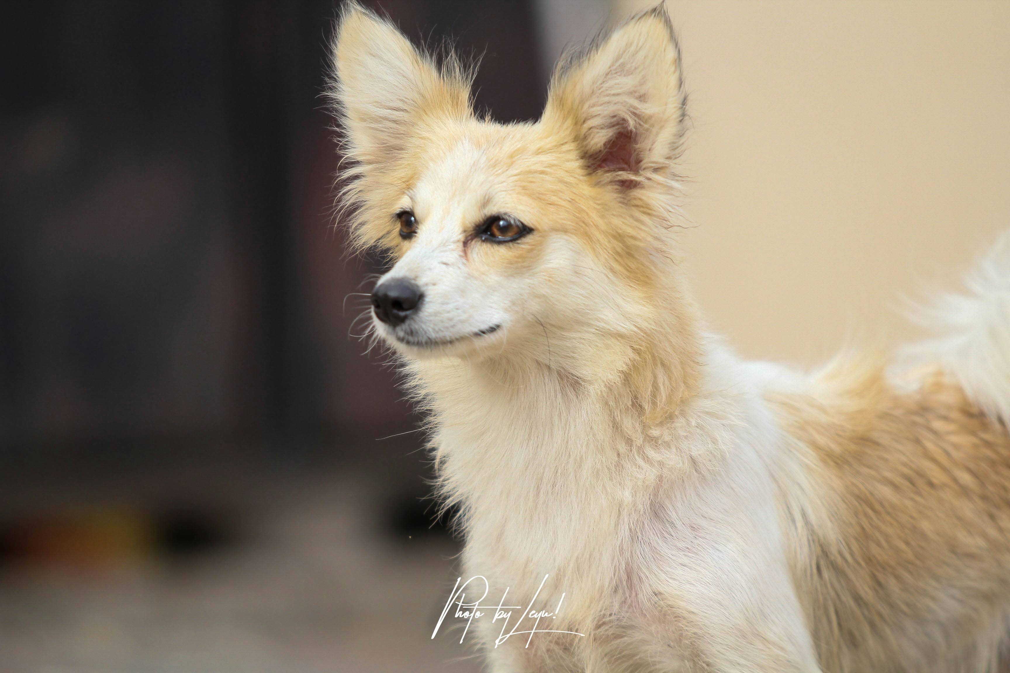 Zum Profil von Ayubu Lulesu