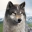 Avatar of user Wolf Game Wild Animal Wars Apk
