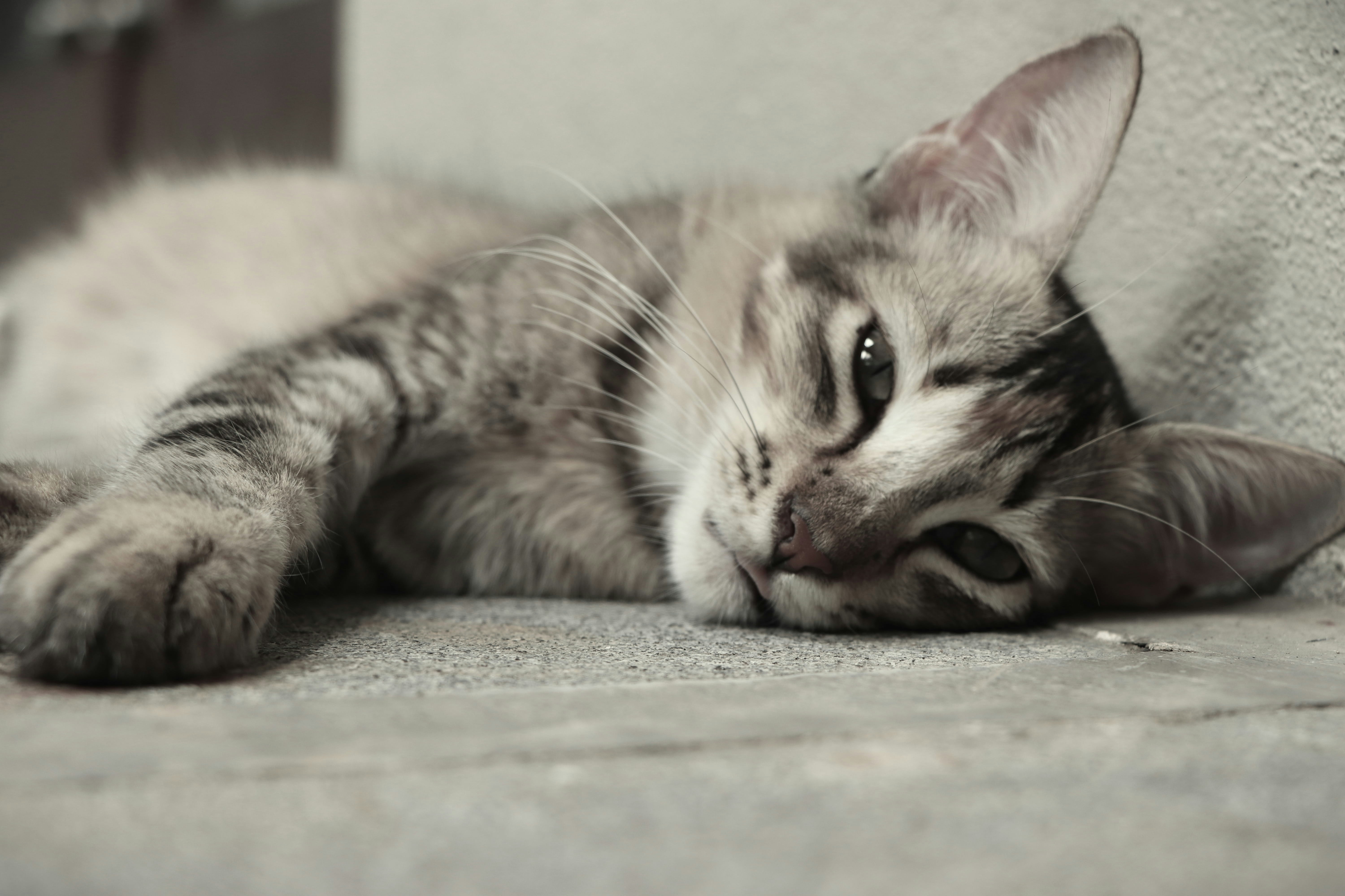 Avatar of user Sithula Hirudaya