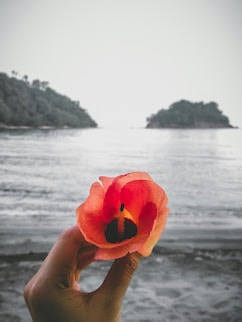 Mikko Olaliaのプロフィールを見る