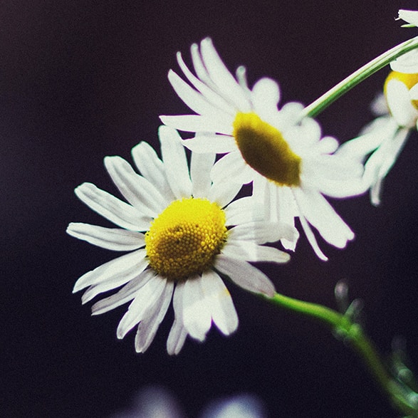 Go to Liia's profile