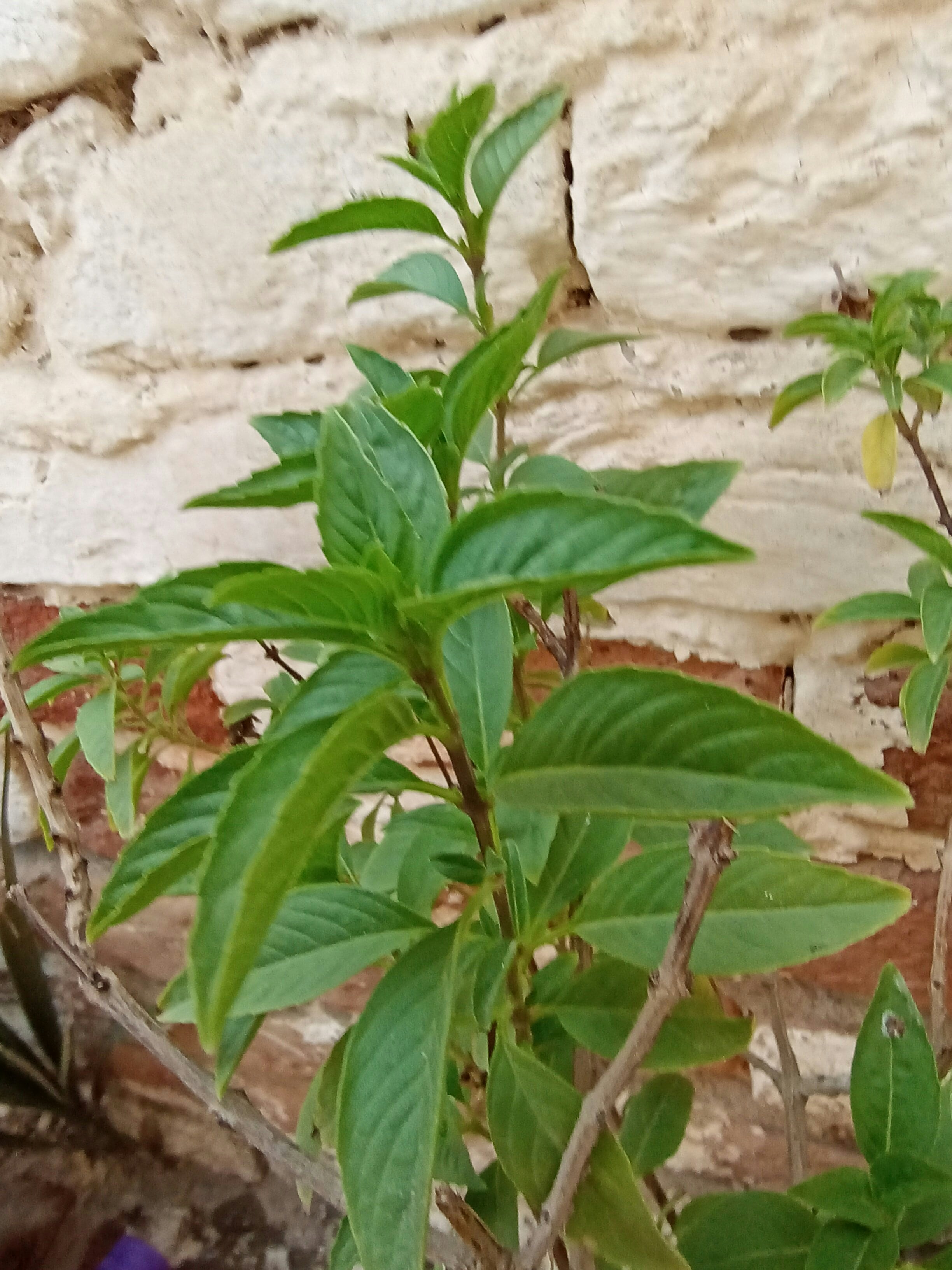 Zum Profil von Abubakar Khan